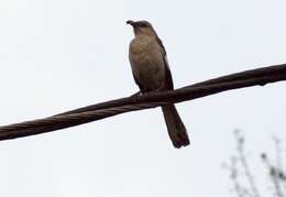 Image of Northern Mockingbird