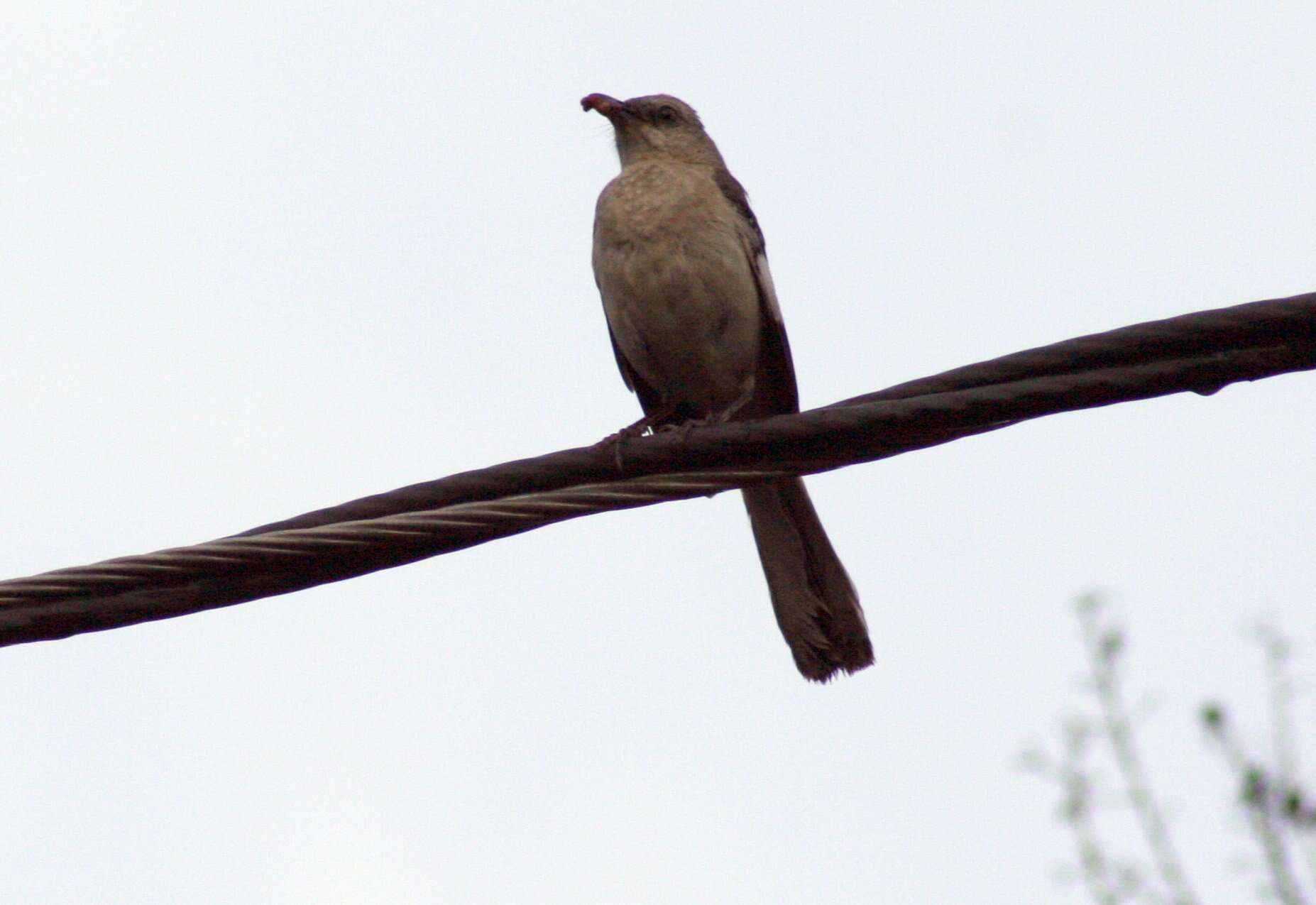 Image of Northern Mockingbird