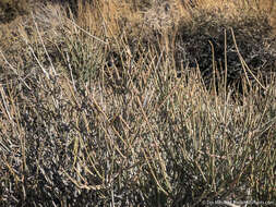 Image of Gray Ephedra