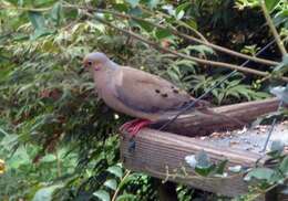 Image of American Mourning Dove