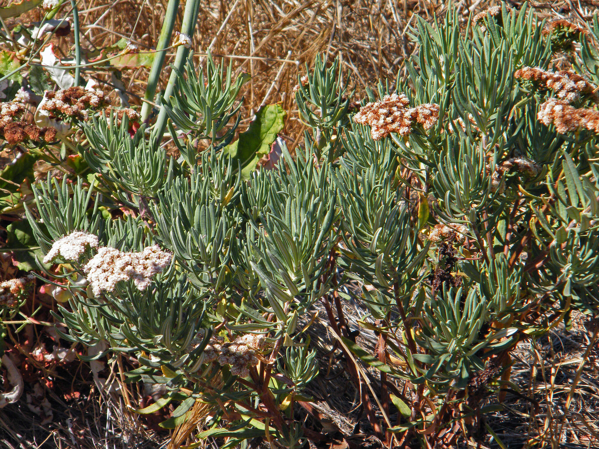 Imagem de Eriogonum arborescens Greene