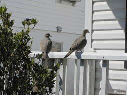 Image of American Mourning Dove