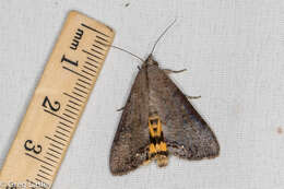 Image of Hypocala Moth