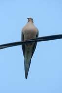 Image of American Mourning Dove