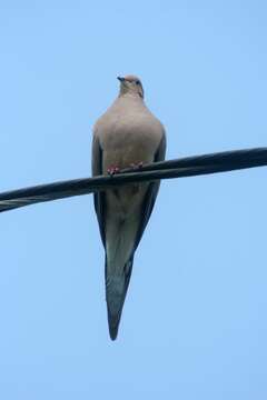 Image of American Mourning Dove