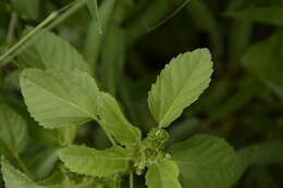 Image de Acalypha malabarica Müll. Arg.