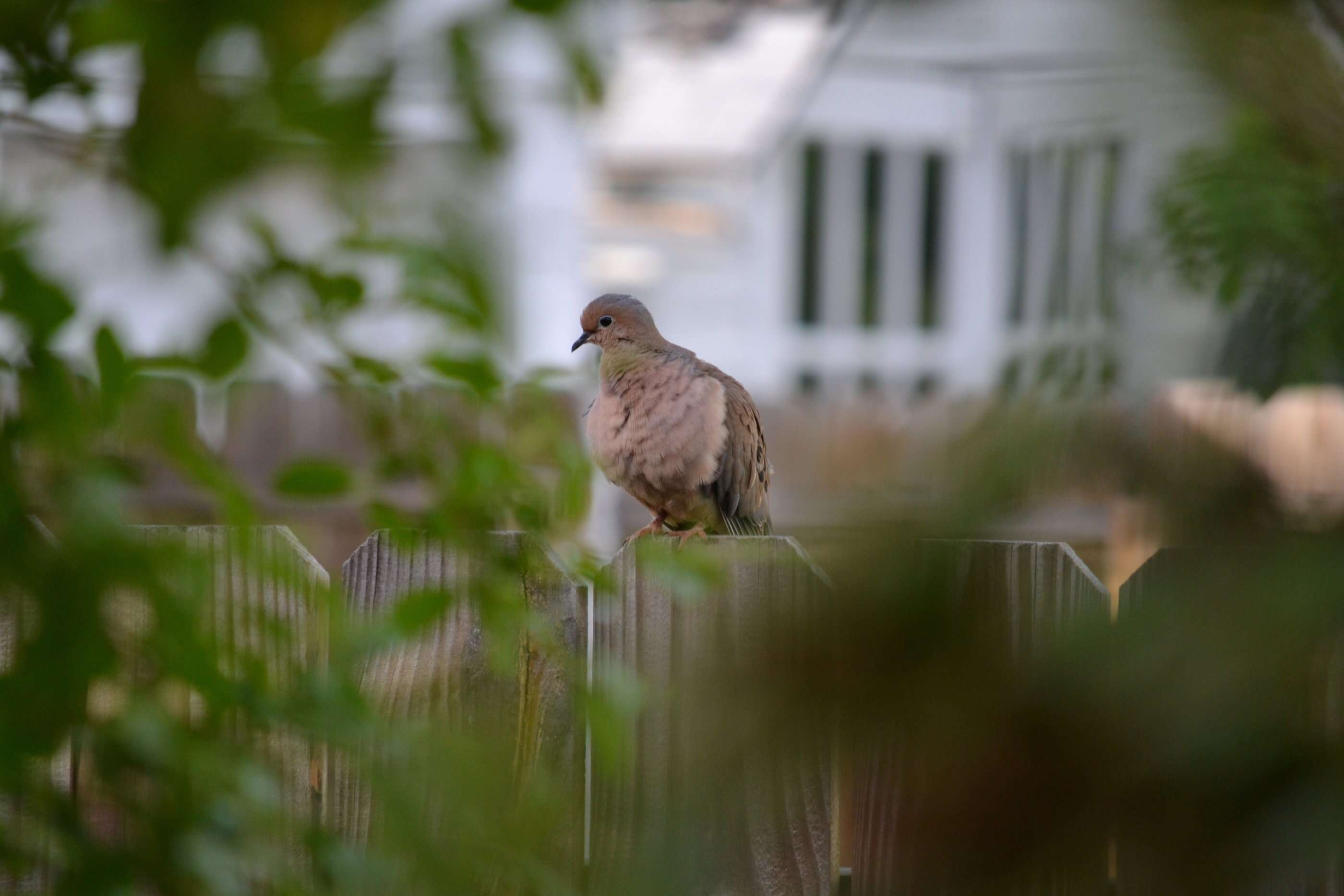 Image of American Mourning Dove