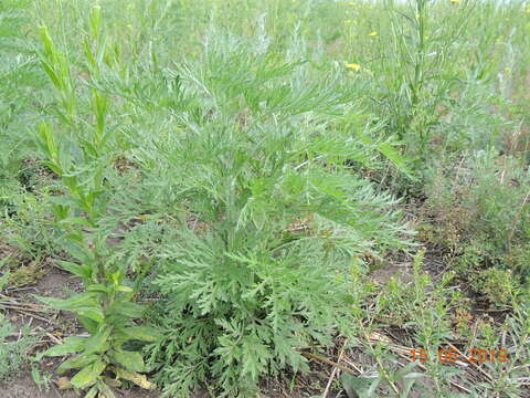 Image of Artemisia sieversiana Ehrh. ex Willd.