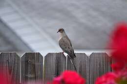 Image of American Mourning Dove