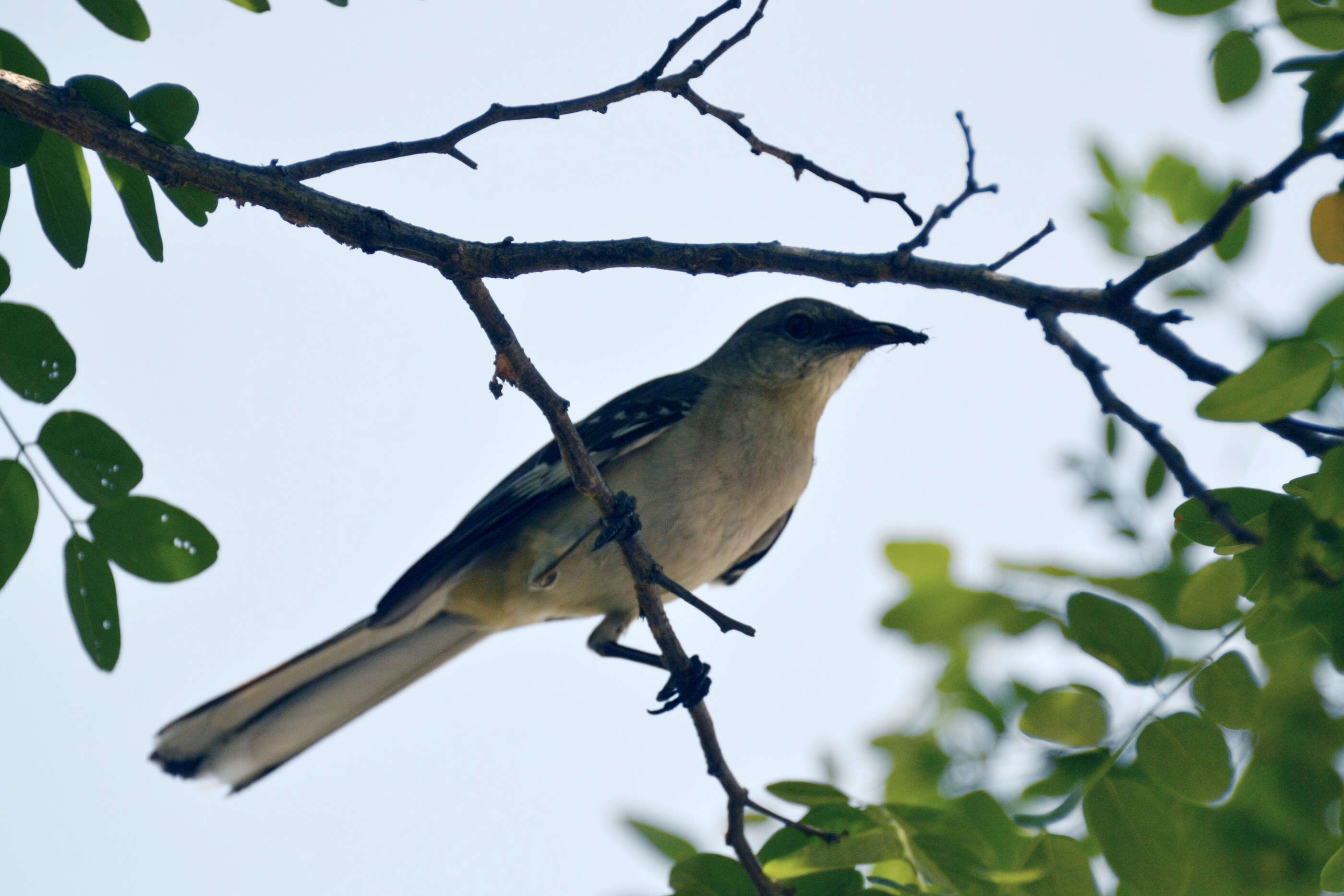 Image of Northern Mockingbird