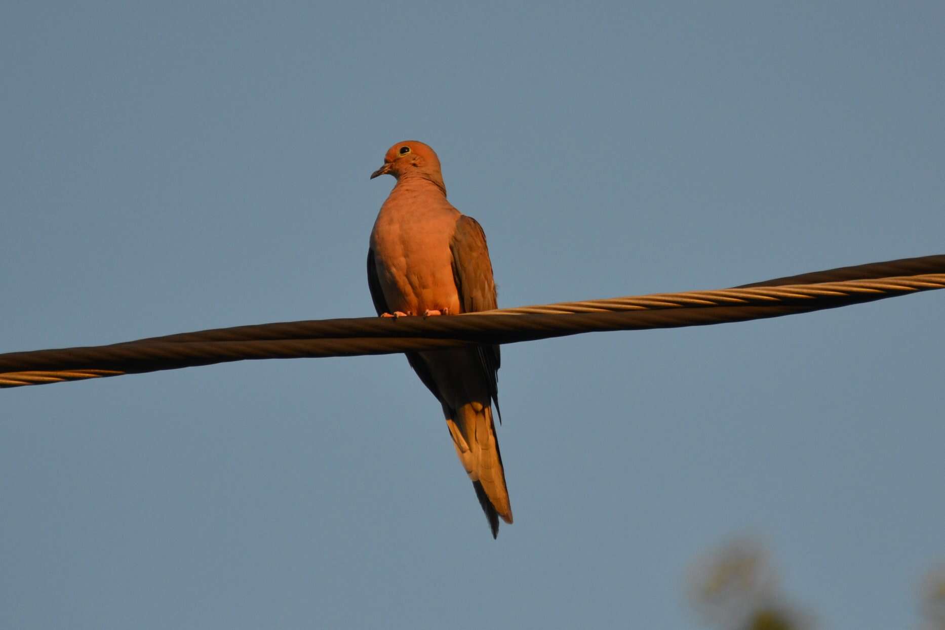 Image of American Mourning Dove