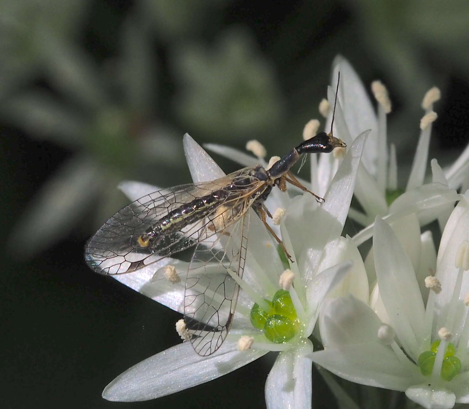 Image of Ornatoraphidia flavilabris (A. Costa 1855)