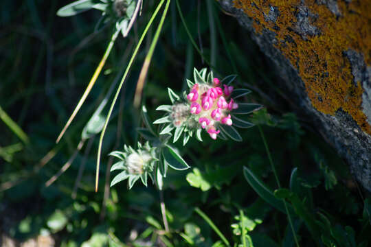 Plancia ëd Anthyllis vulneraria subsp. iberica (W. Becker) Jalas