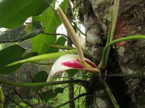 Philodendron meridionale Buturi & Sakur. resmi