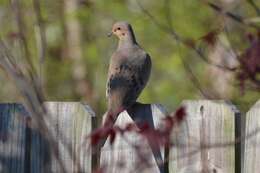 Image of American Mourning Dove