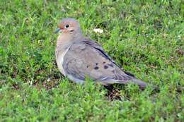 Image of American Mourning Dove