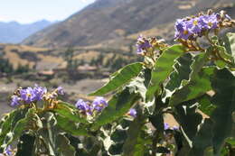 Image of Solanum glutinosum Dun.