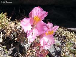 Image of Alstroemeria exserens Meyen