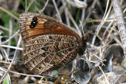 Erebia epistygne Hübner 1816 resmi