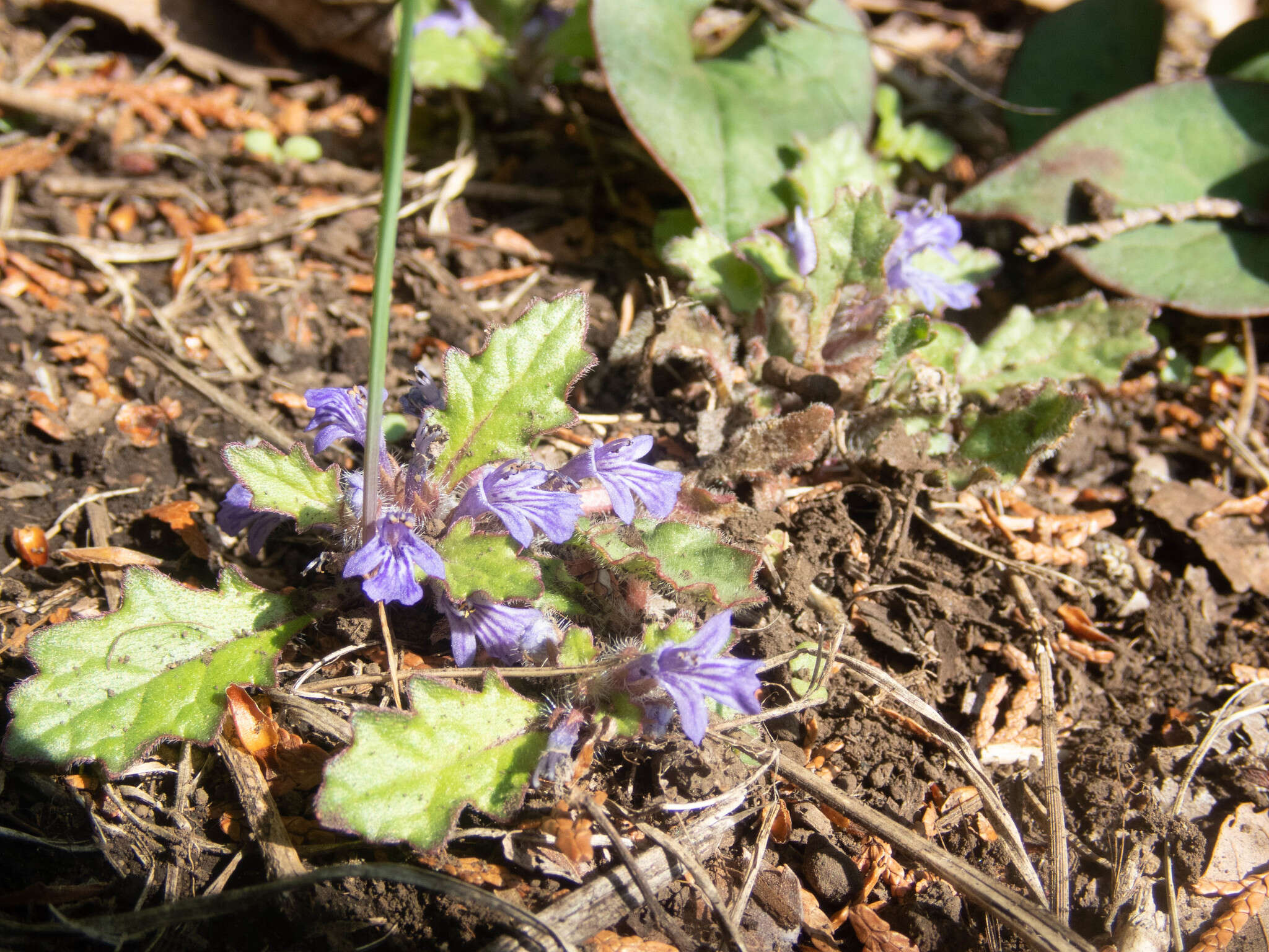 Image of Ajuga decumbens Thunb.