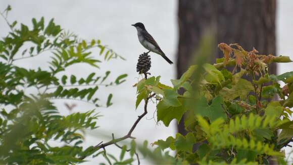 Image of Eastern Kingbird