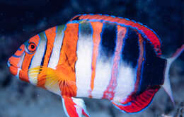 Image of Harlequin Tuskfish