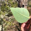 Eucalyptus melliodora A. Cunn. ex Schauer resmi