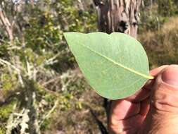 Eucalyptus melliodora A. Cunn. ex Schauer resmi