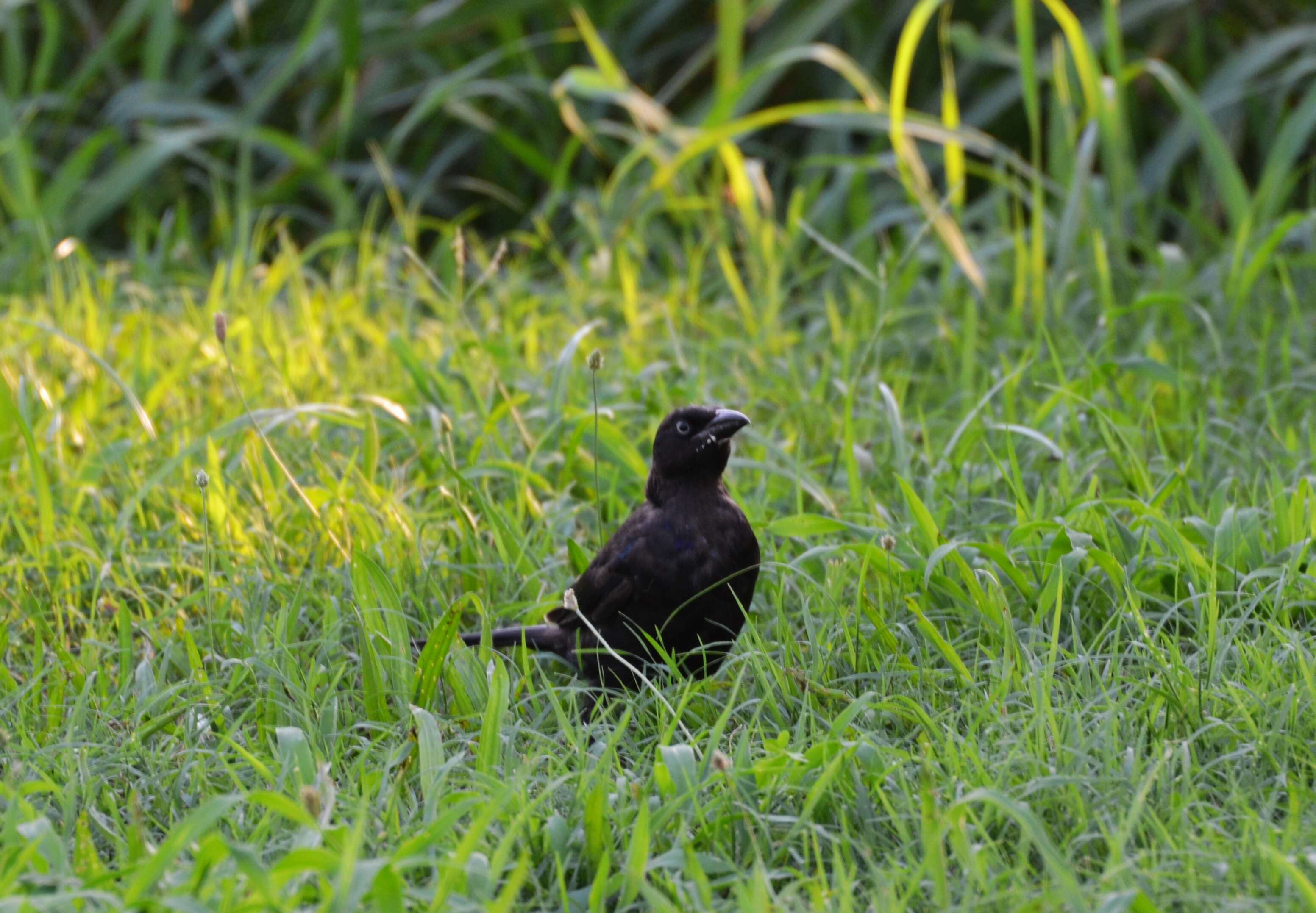 Image of Common Grackle