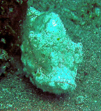 Image of Reef stonefish