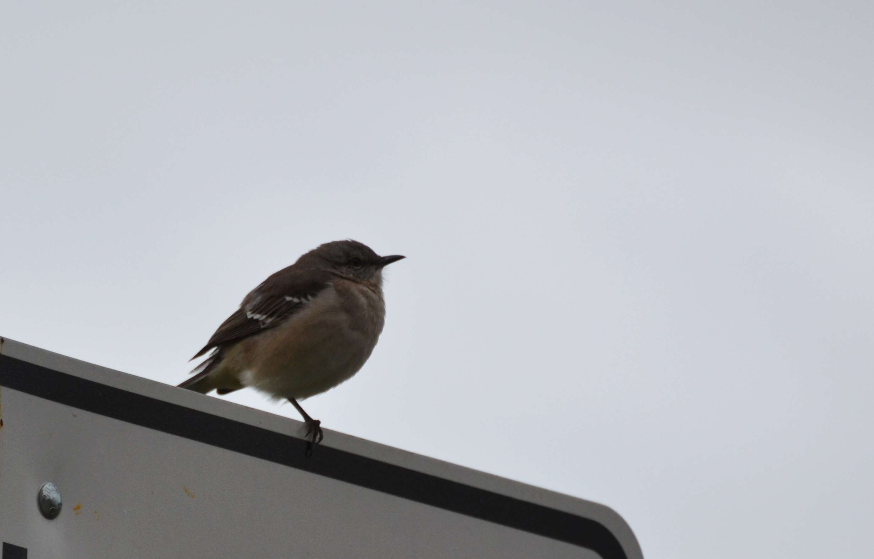 Image of Northern Mockingbird