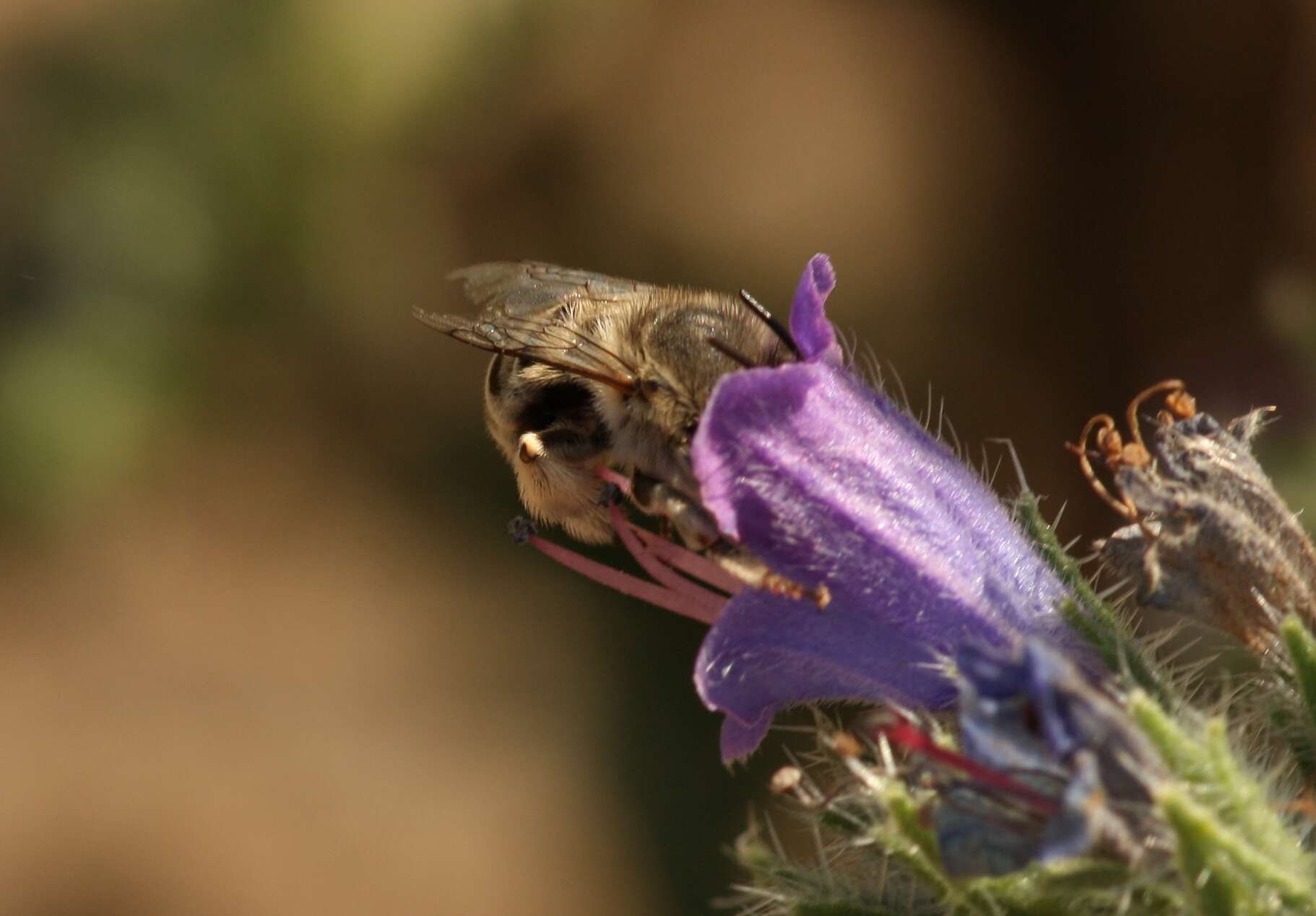 Image de Anthophora bimaculata (Panzer 1798)