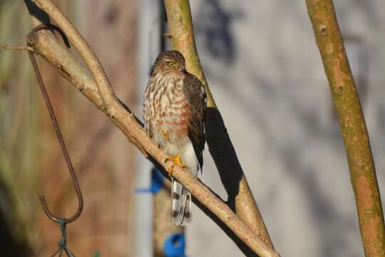 Image of Cooper's Hawk