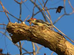 Image of Red-bellied Woodpecker