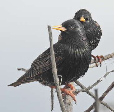 Sivun Sturnus vulgaris vulgaris Linnaeus 1758 kuva