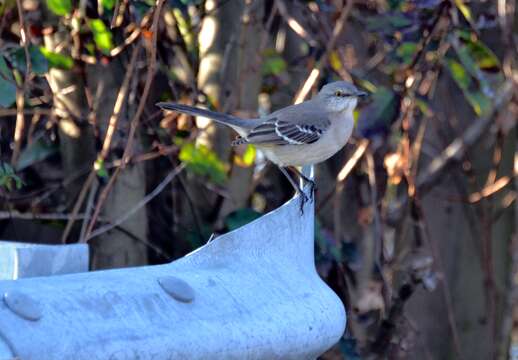 Image of Northern Mockingbird