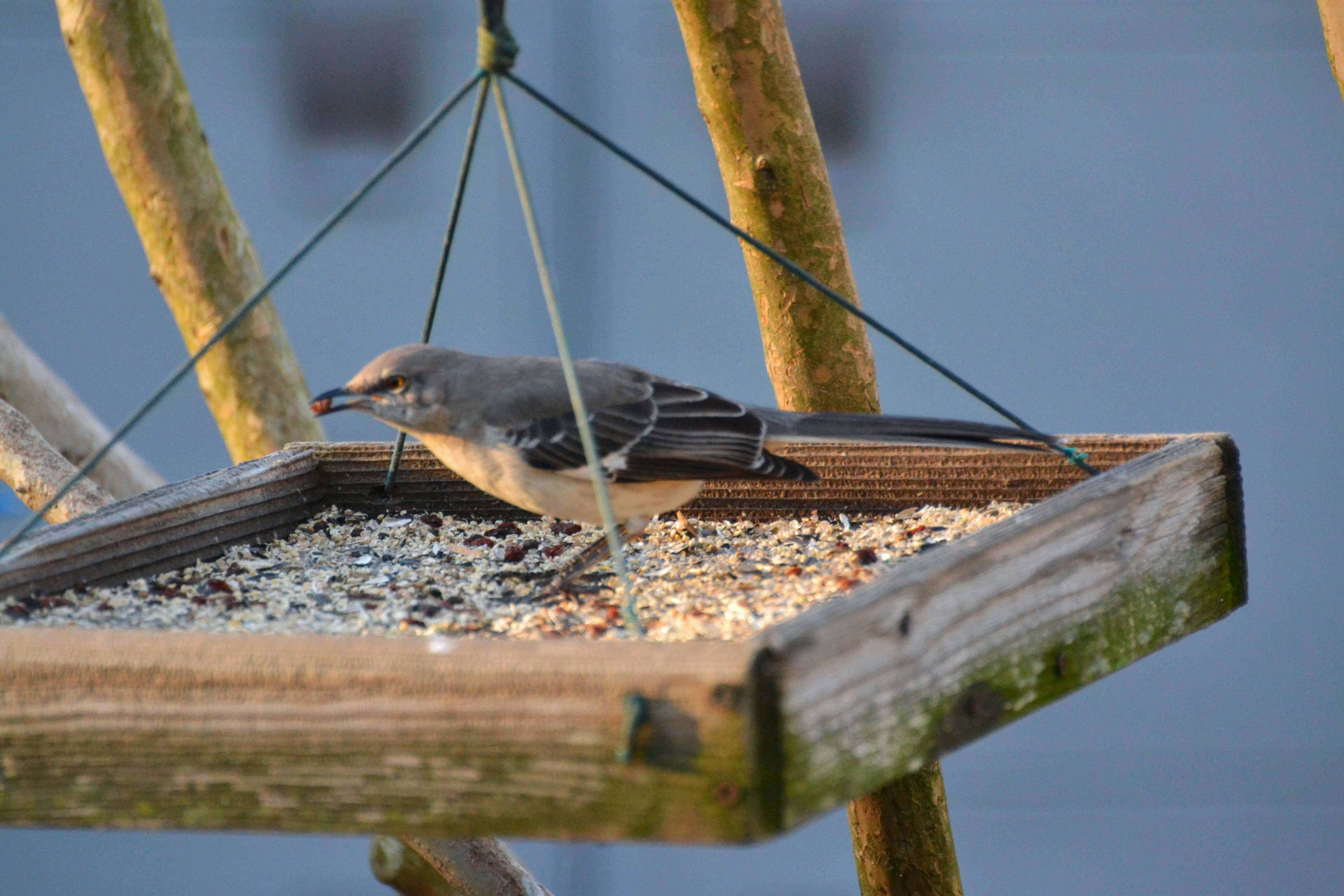 Image of Northern Mockingbird