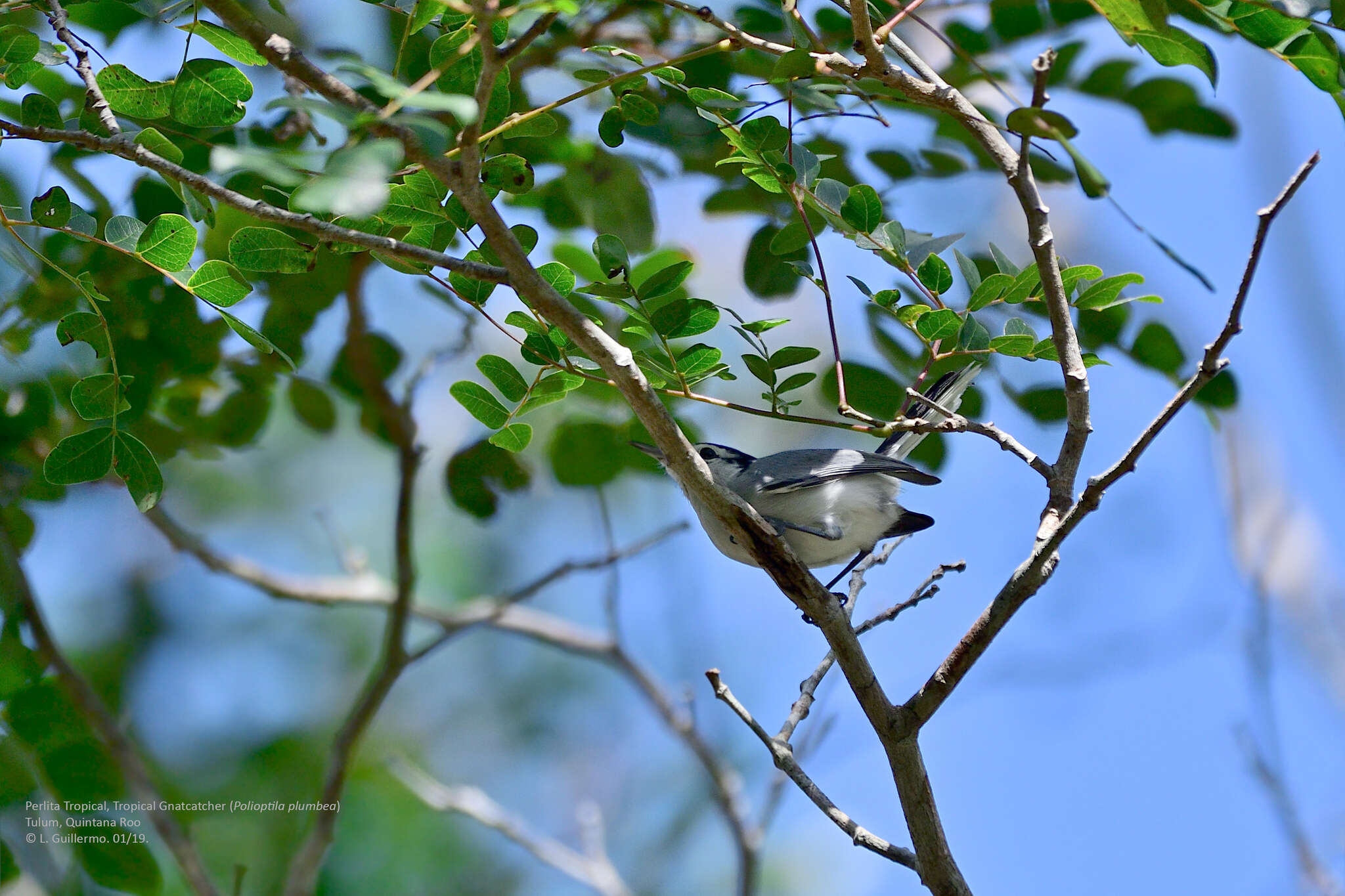 White-browed Gnatcatcher - Polioptila bilineata - Birds of the World