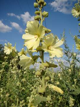 Image of Alcea rugosa Alef.