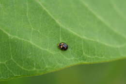 Image of Brachiacantha felina (Fabricius 1775)