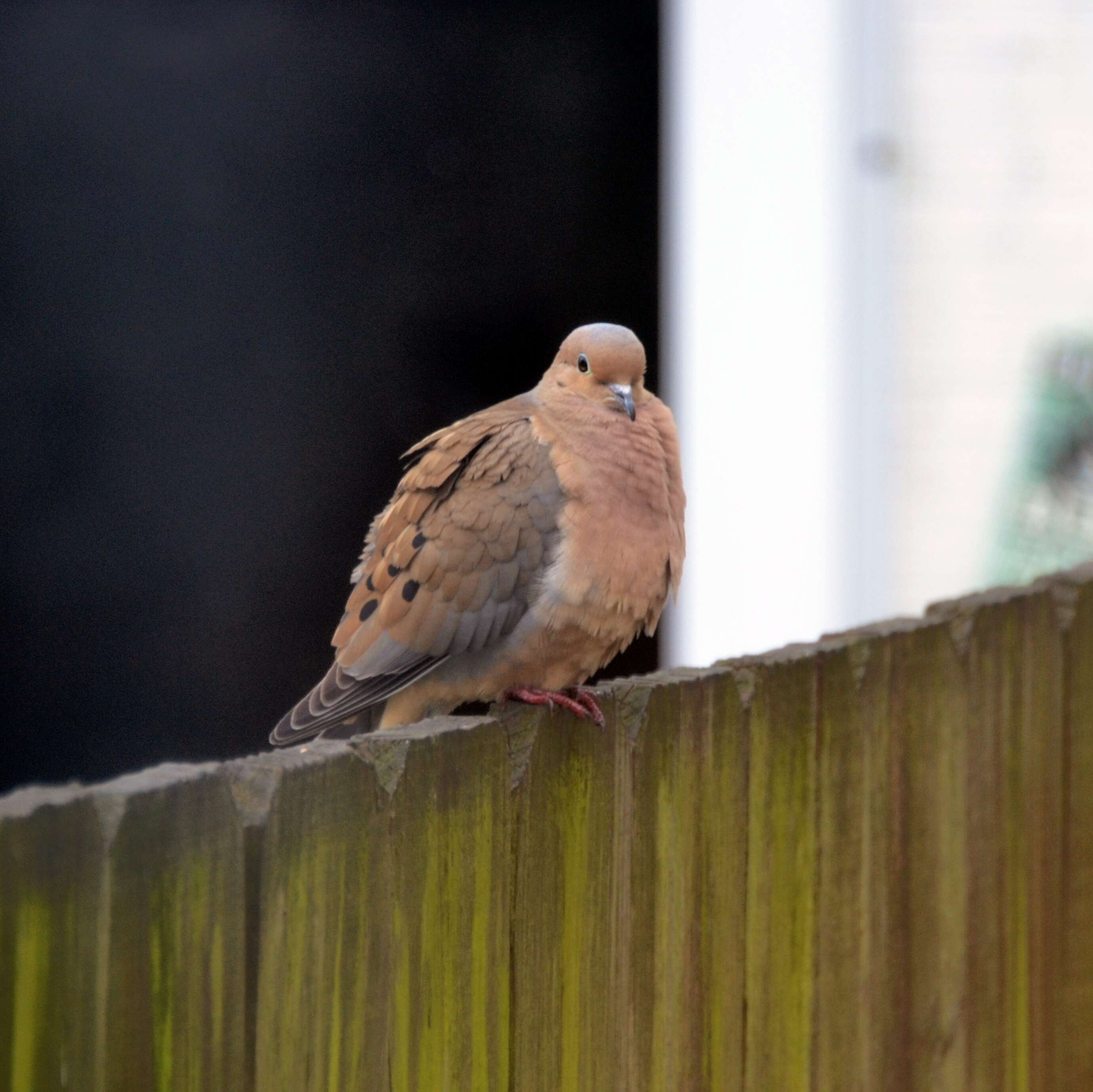 Image of American Mourning Dove