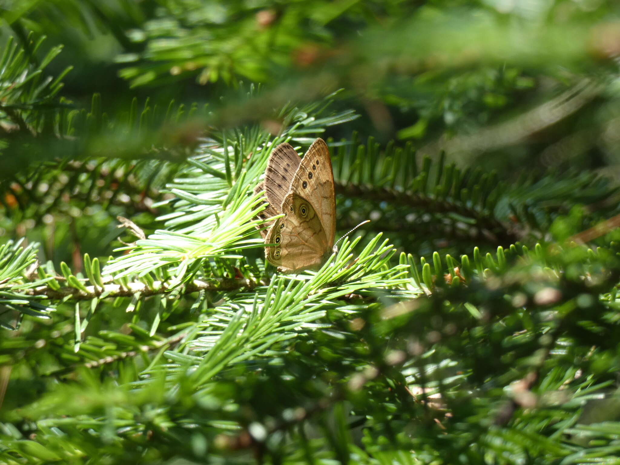 Image of Eyed Brown