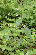 Image de Impatiens furcillata Hemsl. ex Forb. & Hemsl.