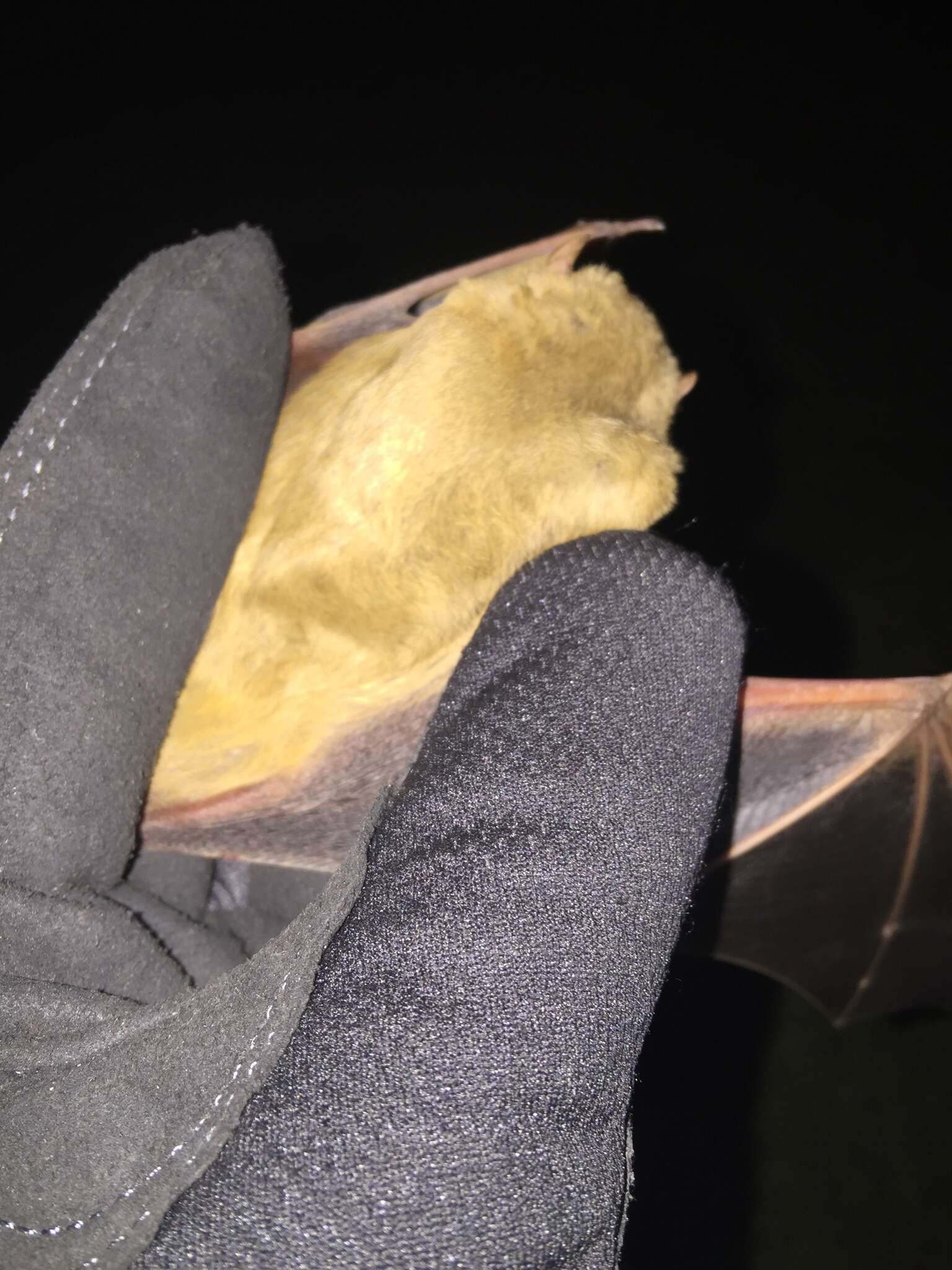 Image of Western Yellow Bat