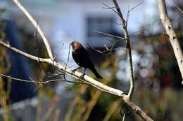 Image of Brown-headed Cowbird