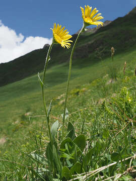 Image of Doronicum oblongifolium A. DC.