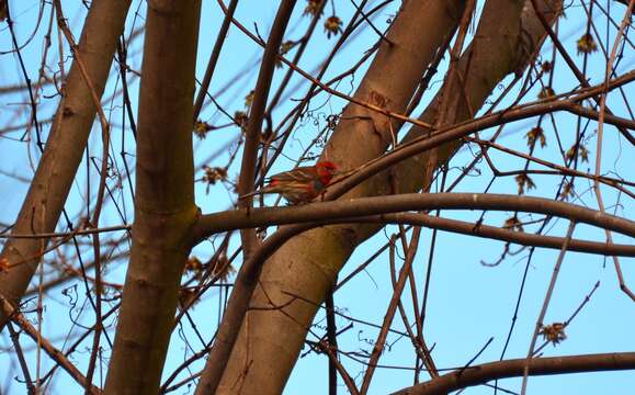 Image of Purple Finch