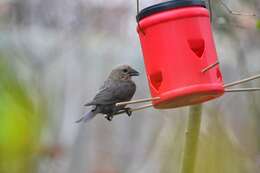 Image of Brown-headed Cowbird