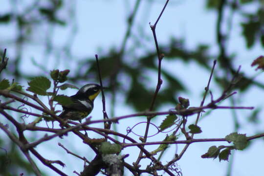 Image of Magnolia Warbler