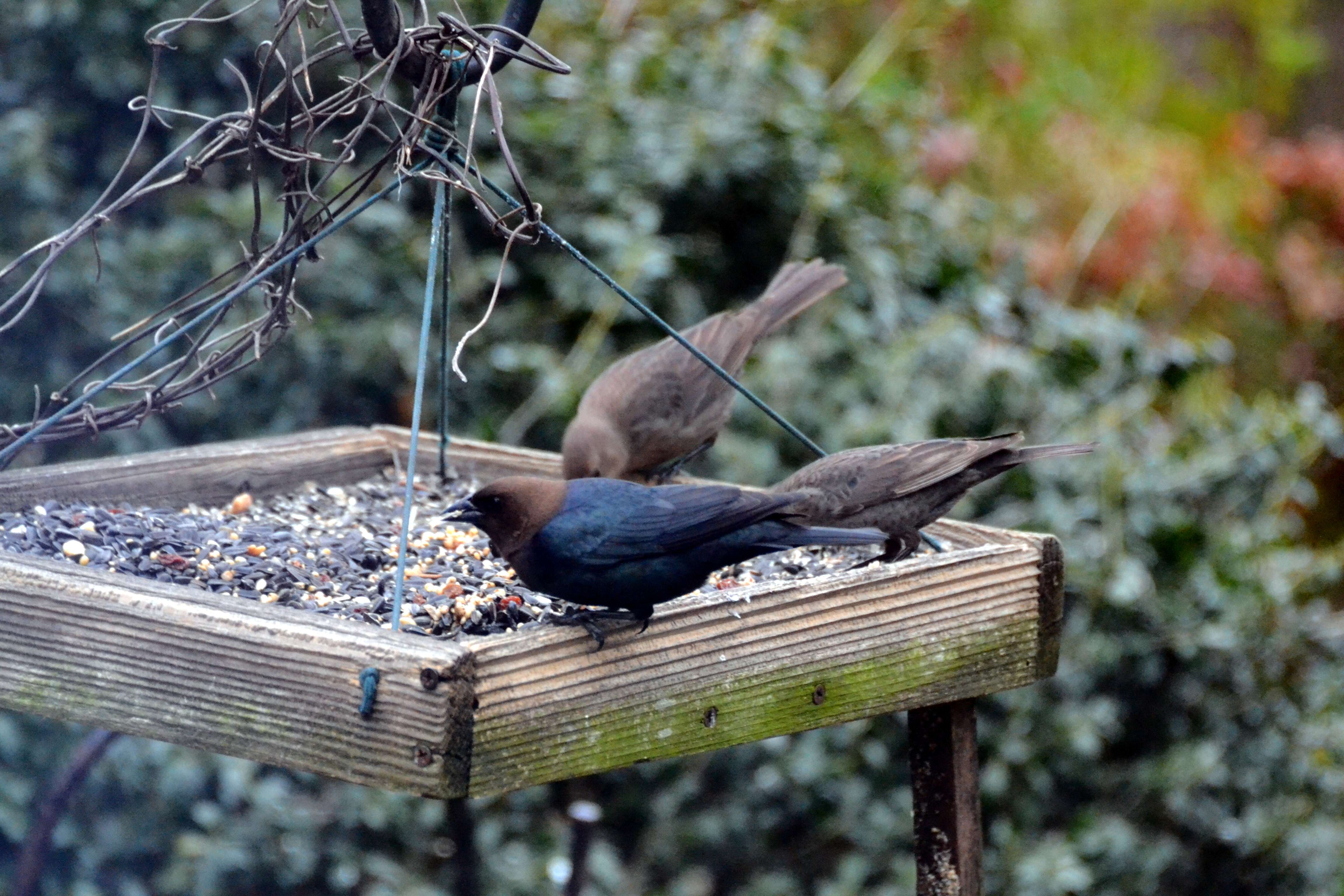 Image of Brown-headed Cowbird